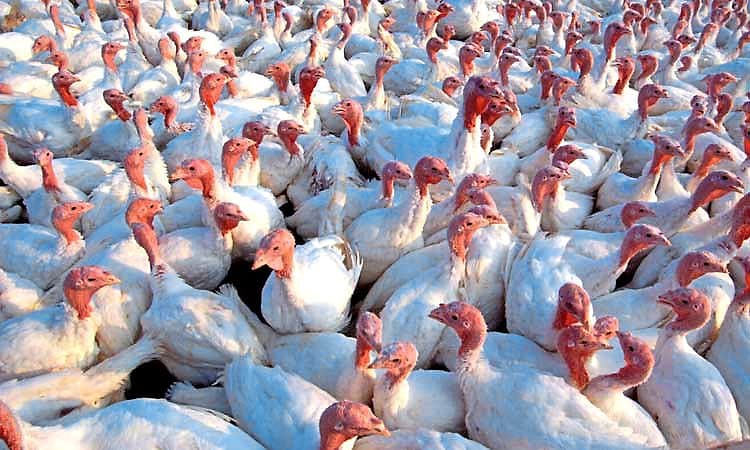 ಕೇರಳದಲ್ಲಿ ಹಕ್ಕಿ ಜ್ವರ ದೃಢ: ಮುನ್ನೆಚ್ಚರಿಕೆಗೆ ಸೂಚನೆ