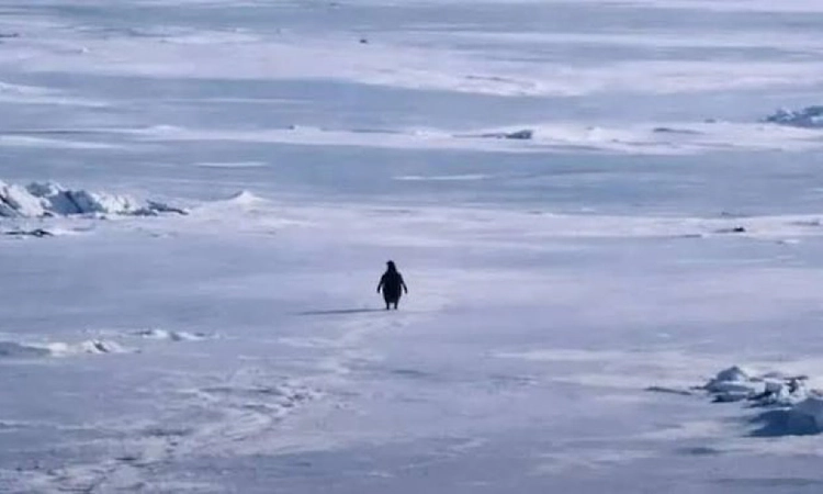 Lone penguin leaves colony, walks towards icy mountains; internet asks “But why?”