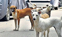 ನೇರಂಬಳ್ಳಿ: ನಾಯಿ ದಾಳಿ ; 8 ಮಂದಿಗೆ ಗಾಯ