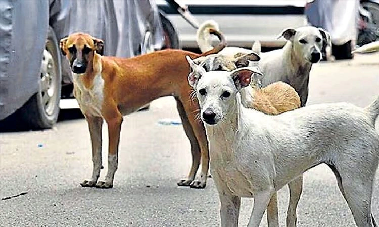 ನೇರಂಬಳ್ಳಿ: ನಾಯಿ ದಾಳಿ ; 8 ಮಂದಿಗೆ ಗಾಯ