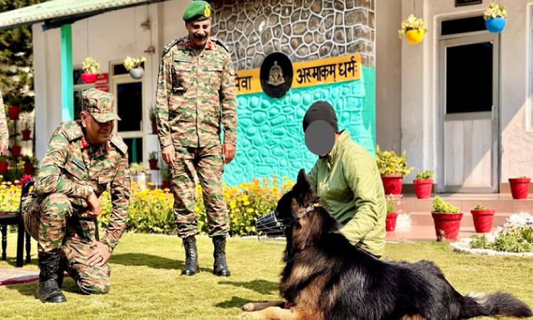 Bullet-wounded canine soldier 'Tyson' recovering well: Indian Army