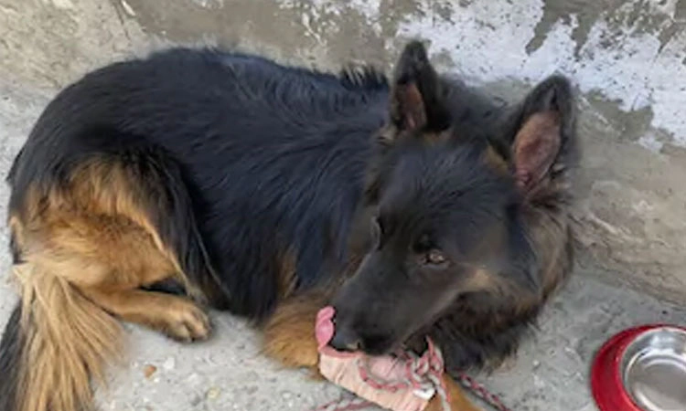 ಗುಂಡೇಟು ಬಿದ್ದರೂ ಉಗ್ರರ ಪತ್ತೆ ಮಾಡಿದ ‘ಟೈಸನ್‌’!