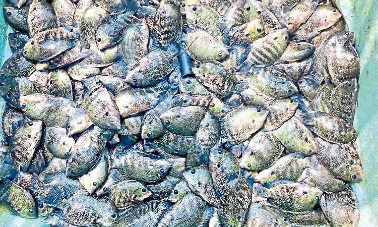 Kundapura: ಭರವಸೆ ಮೂಡಿಸಿದ ಪಂಜರದ ಕಳಸೆ ಮೀನು!