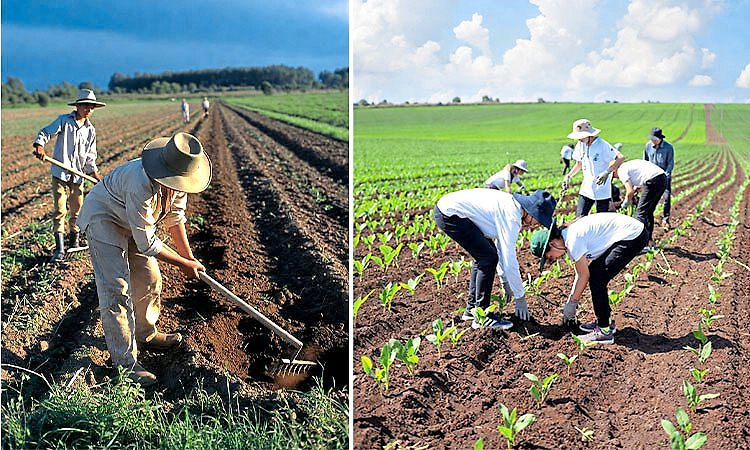 Agriculture-Youths: ಯುವಕರು ಕೃಷಿಯಿಂದ  ದೂರ ಸರಿಯುತ್ತಿರುವುದೇಕೆ?
