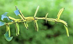 ಹಸಿರು ಗರಿಯ ಮೇಲೆ ಹಸಿವಿನ ಸಂಘರ್ಷ