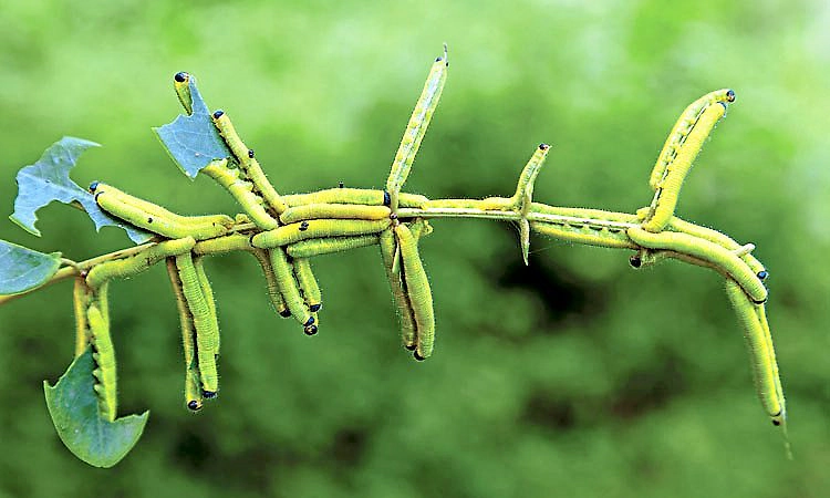 ಹಸಿರು ಗರಿಯ ಮೇಲೆ ಹಸಿವಿನ ಸಂಘರ್ಷ