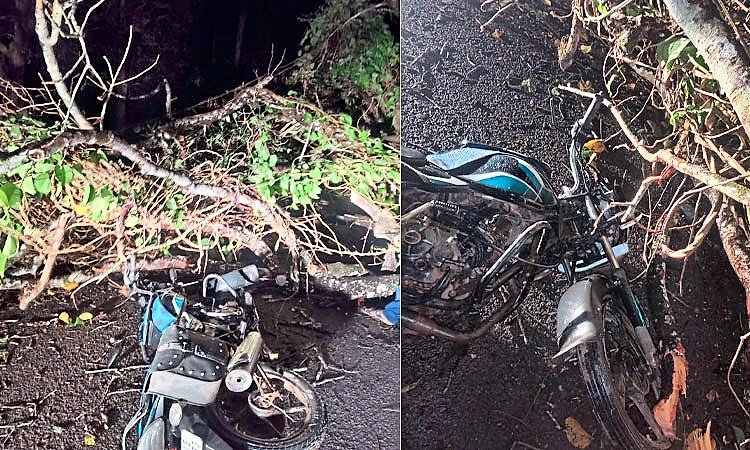 Ripponpet: ಬೈಕ್ ಮೇಲೆ ಮರ ಉರುಳಿ ಸವಾರನಿಗೆ ಗಾಯ: ಭಾರಿ ಗಾಳಿ-ಮಳೆಯ ಅಬ್ಬರ, ತಪ್ಪಿದ ಅನಾಹುತ