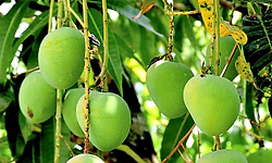 ಮಾವಿನ ತೋಟದಲ್ಲಿ ಕಮರಿದ ಸೀಕರಣೆ ಕನಸು!