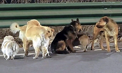 ಕಳ್ಳರಿಂದ ತಪ್ಪಿಸಿಕೊಂಡು ಮನೆ ಸೇರಿದ ನಾಯಿಗಳು!