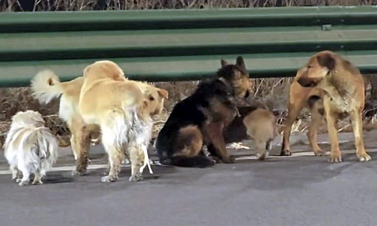 ಕಳ್ಳರಿಂದ ತಪ್ಪಿಸಿಕೊಂಡು ಮನೆ ಸೇರಿದ ನಾಯಿಗಳು!