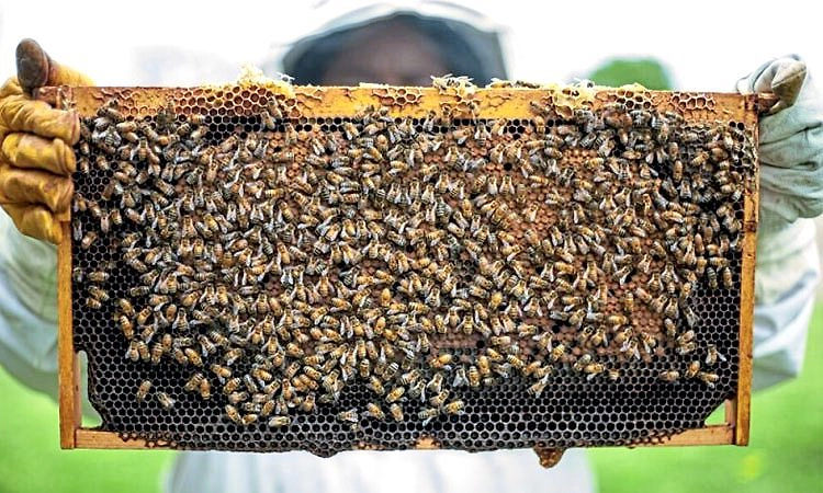 ಉಡುಪಿ: ಜೇನು "ಸಮೃದ್ಧಿ'; ದ.ಕ. ಇಳುವರಿ "ಕುಸಿತ'