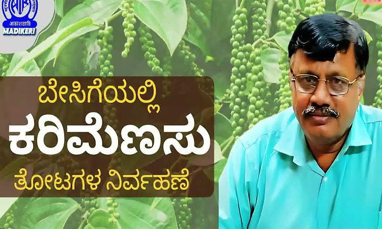 ಕಾಳುಮೆಣಸು ಅಡಿಕೆ ತೋಟಕ್ಕಿಂತ ಗುಡ್ಡದಲ್ಲೇ ಉತ್ತಮ!