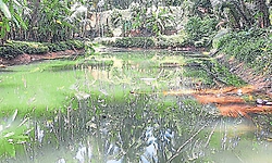 Sullia: 10 ಎಕರೆ ತೋಟಕ್ಕೆ 2 ಕೆರೆ ನೀರು!