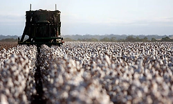 Govt in 'advanced stage of consultation' on industry's demand for cotton import duty removal: Official