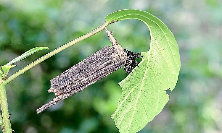 ಕಡ್ಡಿ ಮನೆ ಹೊತ್ತು ತಿರುಗುವ  ಸಂಚಾರಿ   