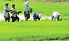 Crop insurance scheme: July 31 last date for farmers' registration