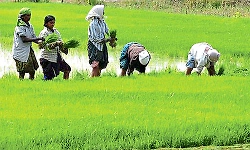Crop insurance scheme: July 31 last date for farmers' registration