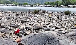 Five from same family drown in Cauvery River at Mutthathi in Mandya