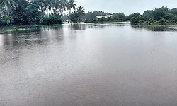 ಜಾಲಾಡಿ - ಹೊಸ್ಕಳಿ ಗದ್ದೆಗಳಲ್ಲಿ ನೀರು: ನಾಟಿಗೆ ಅಡ್ಡಿ