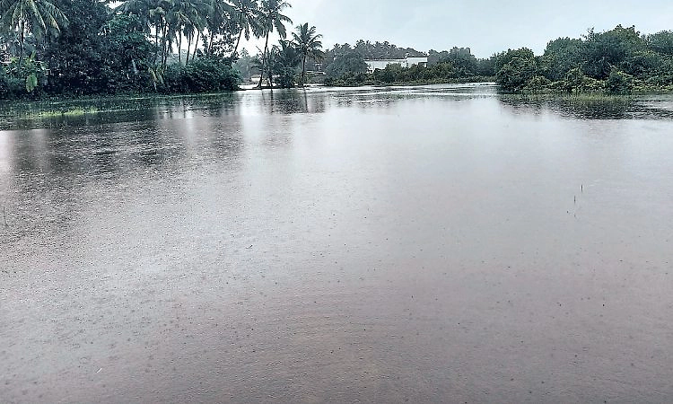 ಜಾಲಾಡಿ - ಹೊಸ್ಕಳಿ ಗದ್ದೆಗಳಲ್ಲಿ ನೀರು: ನಾಟಿಗೆ ಅಡ್ಡಿ