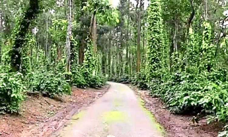 Chikkamagaluru: ಕಾಫಿ ತೋಟಕ್ಕೆ ಬಂದೂಕುಧಾರಿಗಳ ನುಸುಳುವಿಕೆ; ಸಿಸಿಟಿವಿಯಲ್ಲಿ ದೃಶ್ಯ ಸೆರೆ!