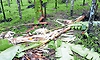 Belthangady: ಕಾಡಾನೆ ಭಯದಲ್ಲಿ ನಲುಗಿದ ಗ್ರಾಮಗಳು