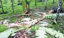 Belthangady: ಕಾಡಾನೆ ಭಯದಲ್ಲಿ ನಲುಗಿದ ಗ್ರಾಮಗಳು