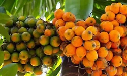 ಅಡಿಕೆ ರೋಗ ತಡೆಗೆ ಕೇಂದ್ರದಿಂದ ಬೆಂಬಲ: ಸಚಿವ ಶಿವರಾಜ್‌ ಸಿಂಗ್‌ ಚೌಹಾಣ್