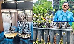 ಗೋಡಂಬಿ ಕೃಷಿ ಬಲವರ್ಧನೆಗಾಗಿ ಬೇರಿಗೆ ಬಲ!