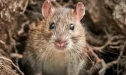 Rat fever cases rise in Udupi district; 12 deaths reported since 2024