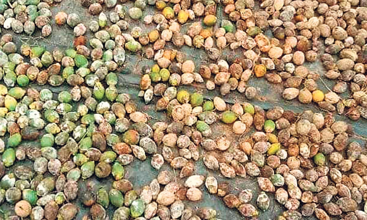 ಕಾಸರಗೋಡು: ಅಡಿಕೆ ತೋಟಗಳಲ್ಲಿ ಮುಂದುವರಿದ ಶಿಲೀಂಧ್ರ ರೋಗ