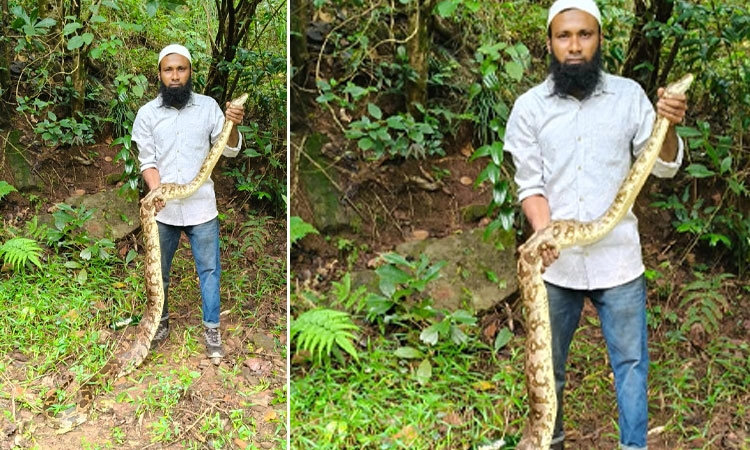 Sakleshpura: ಉರಗ ತಜ್ಞರ ತಂಡದಿಂದ ಭಾರಿ ಗಾತ್ರದ ಹೆಬ್ಬಾವು ಸೆರೆ