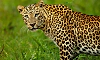 Leopard attack foiled, calf rescued