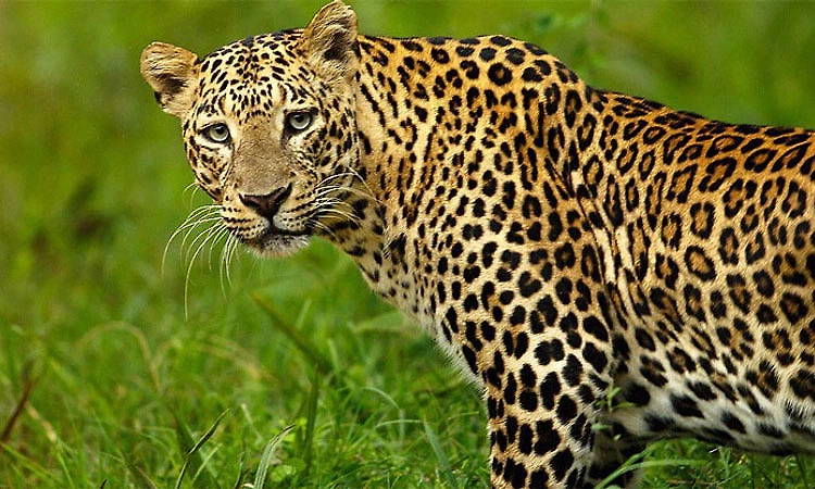 Leopard attack foiled, calf rescued