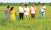ಹಳದಿಗೆ ತಿರುಗಿದ ಭತ್ತದ ಪೈರು: ರೈತ ಕಂಗಾಲು