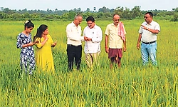 ಹಳದಿಗೆ ತಿರುಗಿದ ಭತ್ತದ ಪೈರು: ರೈತ ಕಂಗಾಲು