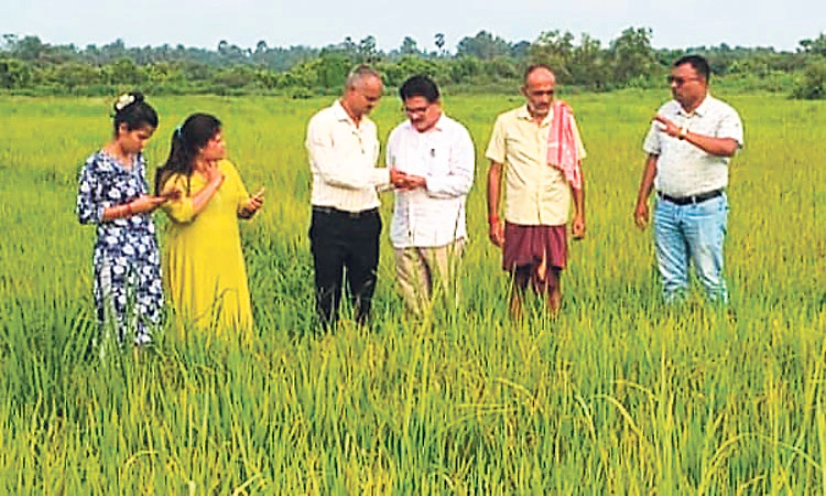 ಹಳದಿಗೆ ತಿರುಗಿದ ಭತ್ತದ ಪೈರು: ರೈತ ಕಂಗಾಲು