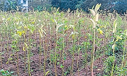 Bajpe: ಕೈಕೊಟ್ಟ ಮಳೆ; ಒಣಗುತ್ತಿವೆ ತರಕಾರಿ ಬೆಳೆ