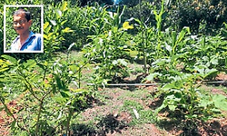 ತರಕಾರಿಯಿಂದ ಅಡಿಕೆ ವರೆಗೆ ಸಾವಯವ ಮಿಶ್ರ ಬೆಳೆ