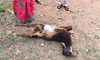 Koratagere: ಕೋಡ್ಲಹಳ್ಳಿ ಗ್ರಾಮದ ಸಮೀಪ ಕುರಿ ಮೇಲೆ ಚಿರತೆ ದಾಳಿ