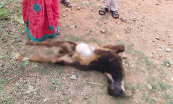 Koratagere: ಕೋಡ್ಲಹಳ್ಳಿ ಗ್ರಾಮದ ಸಮೀಪ ಕುರಿ ಮೇಲೆ ಚಿರತೆ ದಾಳಿ