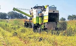 Mudgal: ತೊಗರಿ ಕೊಯ್ಲಿಗೆ ಬಂದ ಪಂಜಾಬ್‌ ಯಂತ್ರ