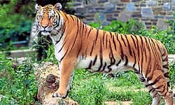 Chamarajanagar: ಗುಂಡ್ಲುಪೇಟೆ ಗಡಿಯಲ್ಲಿ ಹುಲಿ ದಾಳಿಗೆ ಕುರಿಗಾಹಿ ಮಹಿಳೆ ಬಲಿ