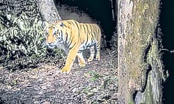 Karkala; ಕಾಡಂಚಲ್ಲಿ ಹುಲಿ ಓಡಾಟ!; ಎಲ್ಲೆಡೆ ಚರ್ಚೆ