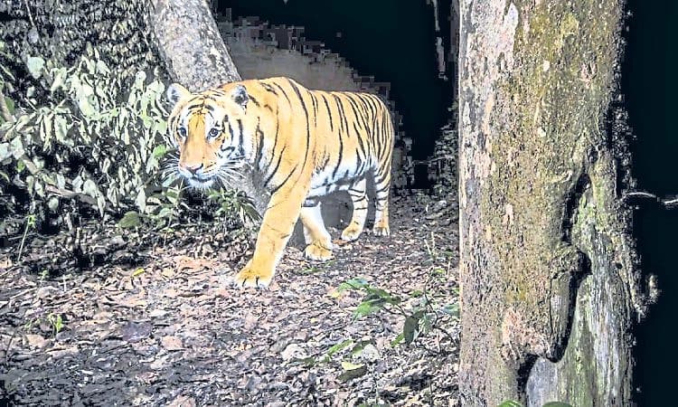 Karkala; ಕಾಡಂಚಲ್ಲಿ ಹುಲಿ ಓಡಾಟ!; ಎಲ್ಲೆಡೆ ಚರ್ಚೆ