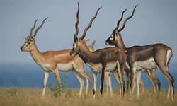 ಚಿಕ್ಕಮಗಳೂರಲ್ಲಿ ಗುಂಡು ಹಾರಿಸಿ ಮೂರು ಕೃಷ್ಣಮೃಗಗಳ ಕಳ್ಳಬೇಟೆ