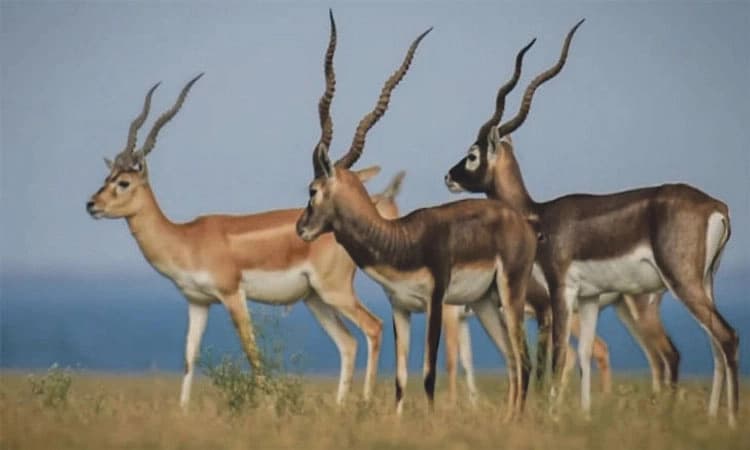 ಚಿಕ್ಕಮಗಳೂರಲ್ಲಿ ಗುಂಡು ಹಾರಿಸಿ ಮೂರು ಕೃಷ್ಣಮೃಗಗಳ ಕಳ್ಳಬೇಟೆ