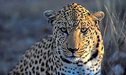 Srinagar: ಸಿಆರ್‌ಪಿಎಫ್ ಶಿಬಿರಕ್ಕೆ ನುಗ್ಗಿದ ಚಿರತೆ: ಯೋಧನಿಗೆ ಗಾಯ