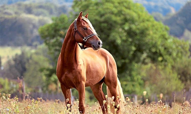 ಮೈಸೂರಲ್ಲಿ ಗ್ಲಾಂಡರ್ಸ್‌ ಸೋಂಕು: 598 ಕುದುರೆಗಳ ರಕ್ತ ಪರೀಕ್ಷೆ