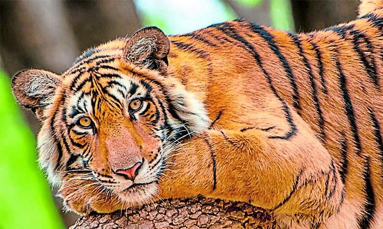 ಚಾಮರಾಜನಗರ: ಐದು ಹುಲಿಗಳ ಸೆರೆಗೆ 100 ಸಿಬಂದಿ ಕಾರ್ಯಾಚರಣೆ   